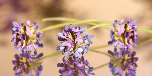 What is Bakuchiol?