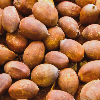 Babassu Oil
