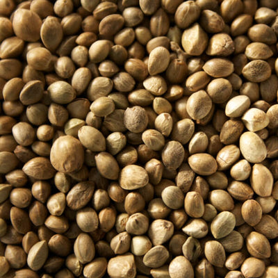 Hemp Seed Oil