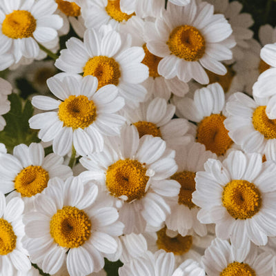 Camomile Oil