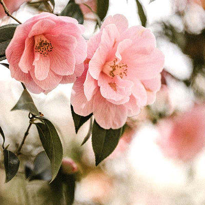 Camellia Seed Oil