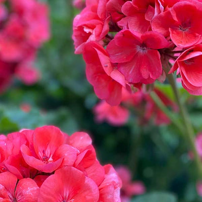 Geranium Leaf Scent
