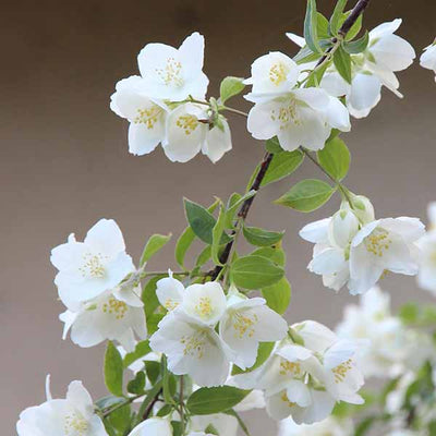 Jasmine
