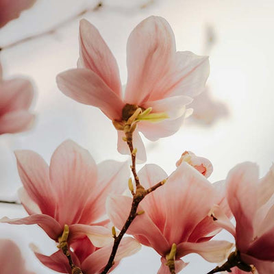 Magnolia Scent